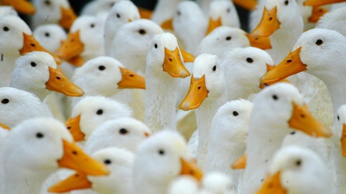 Iran reports outbreaks of H5N8 bird flu in Tehran area: OIE 